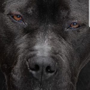 Meet your Posher, Danny